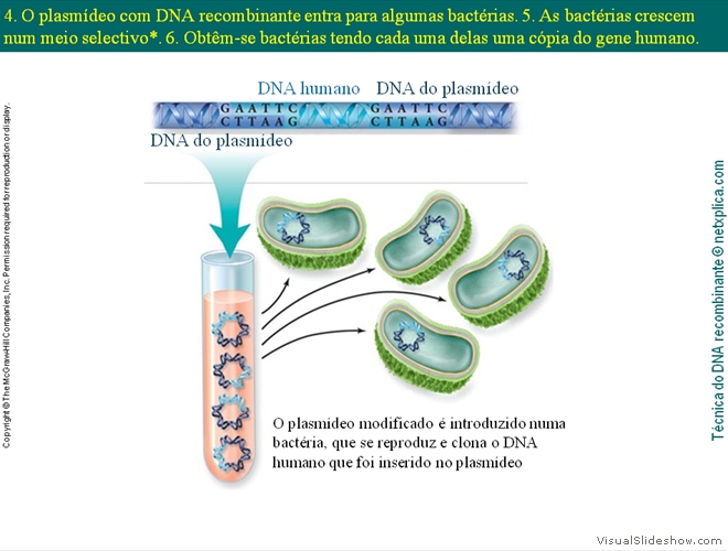 Diapositivo42