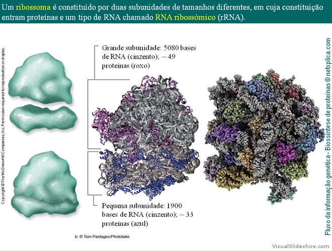 Diapositivo6