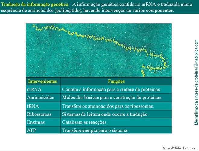 Diapositivo70