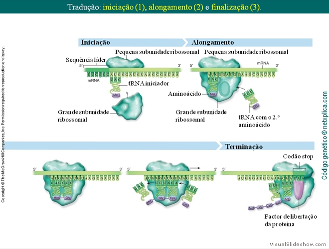 Diapositivo78