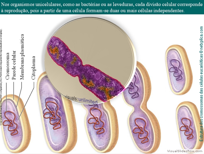 Diapositivo12