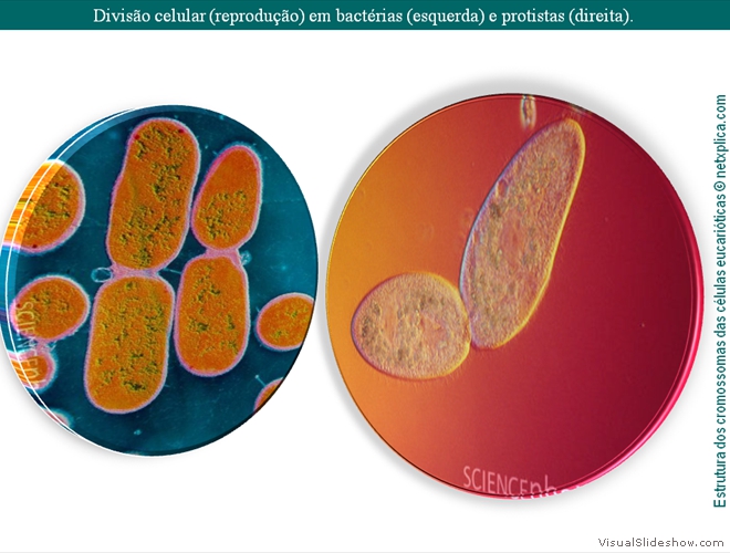 Diapositivo13