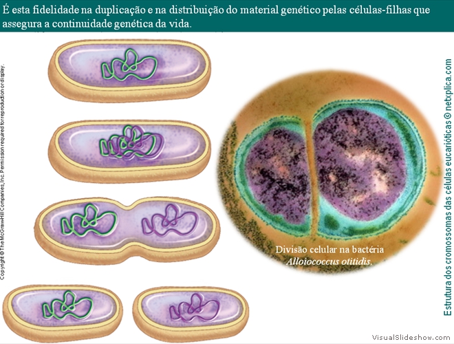 Diapositivo16