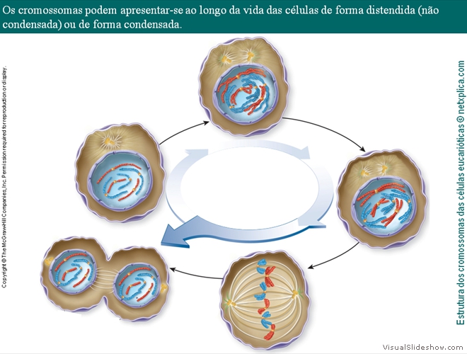 Diapositivo21