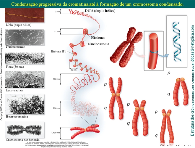 Diapositivo22