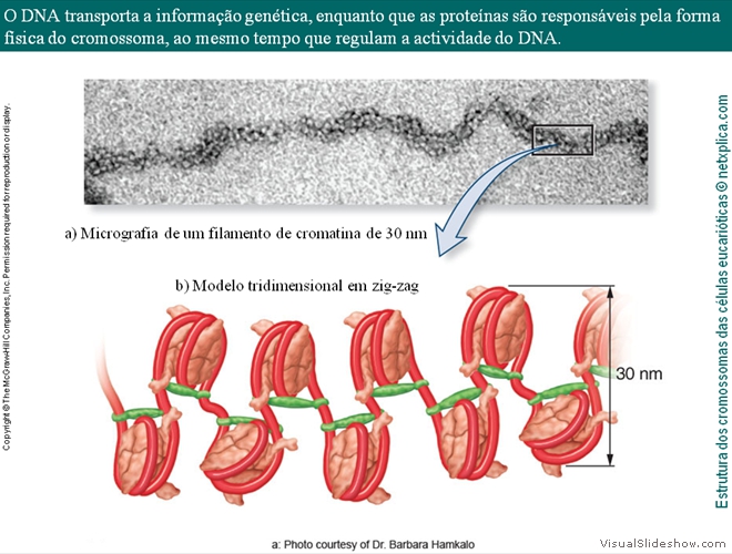 Diapositivo24