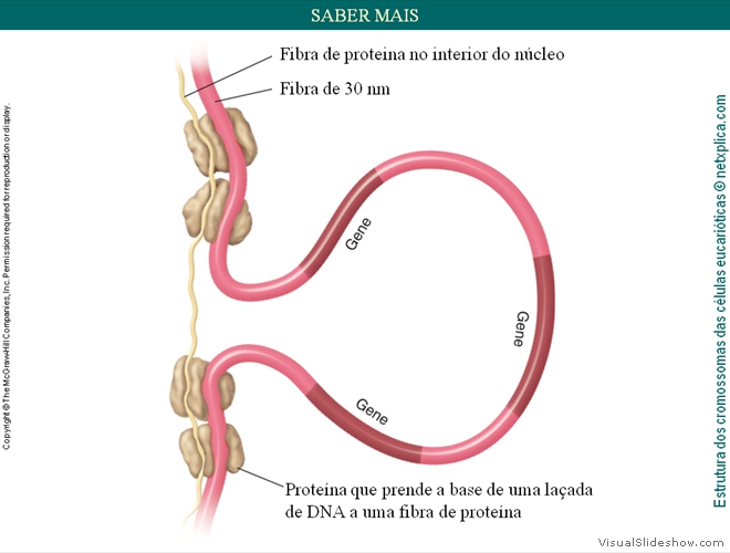 Diapositivo30