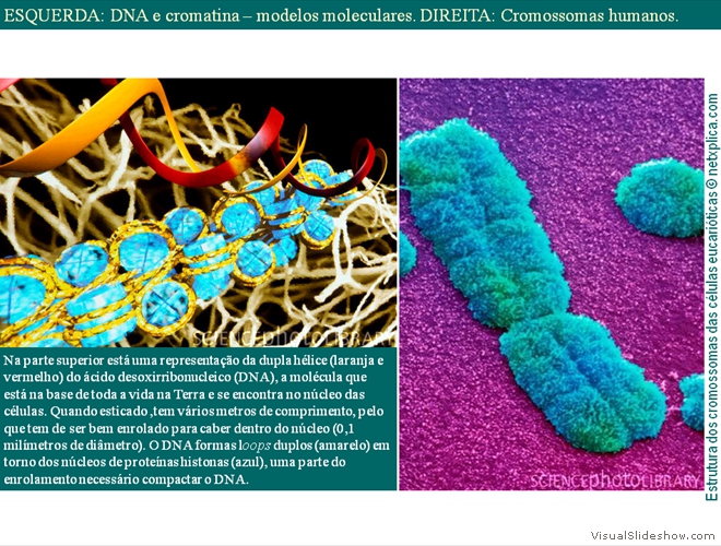 Diapositivo31