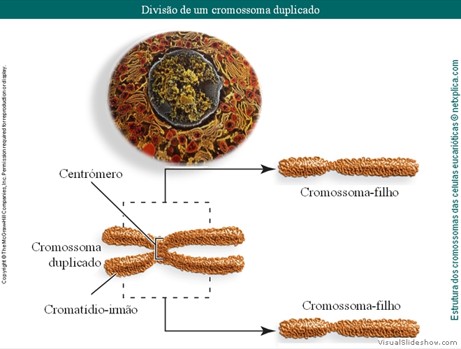 Diapositivo39