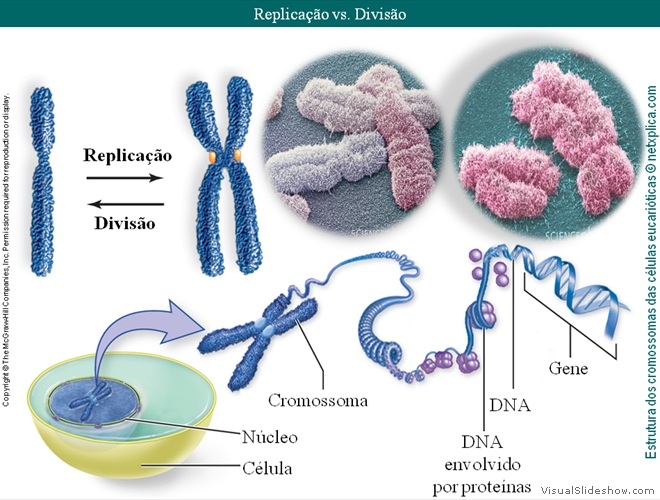 Diapositivo42