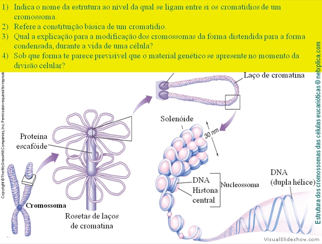 Diapositivo54