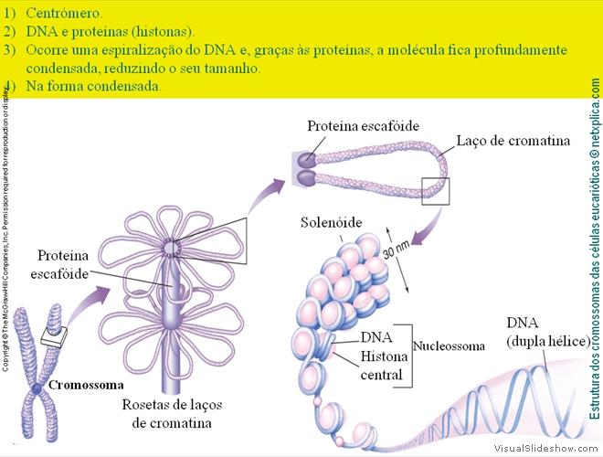 Diapositivo55