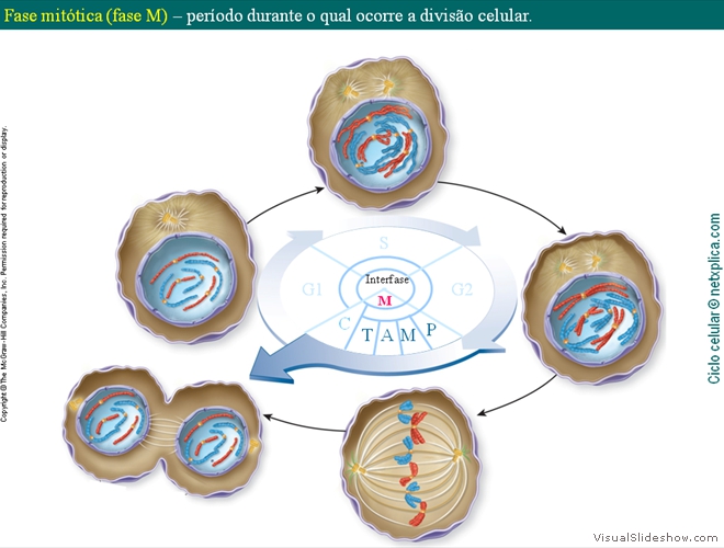 Diapositivo10