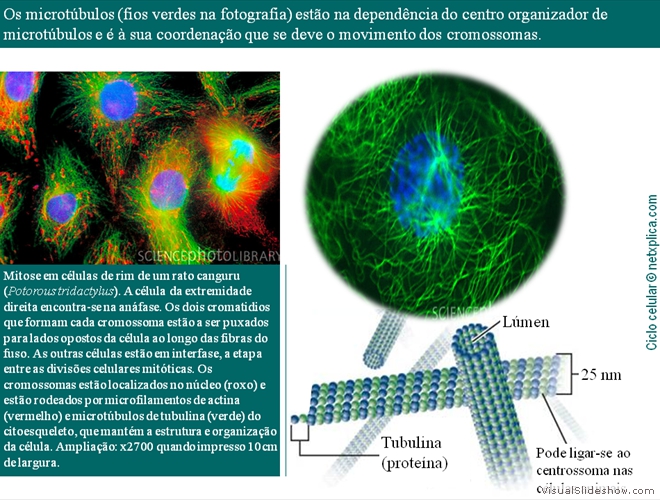 Diapositivo14