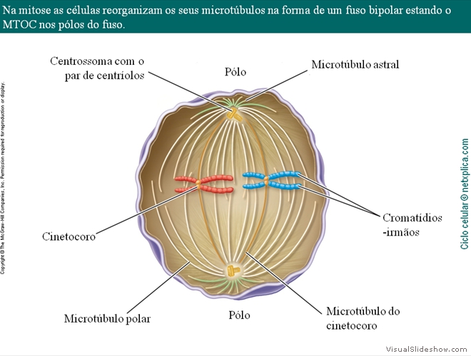 Diapositivo26