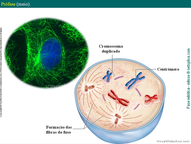 Diapositivo33