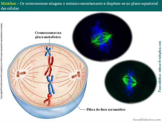 Diapositivo35