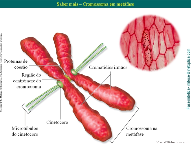 Diapositivo36