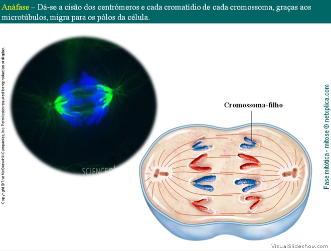 Diapositivo38