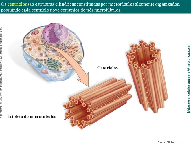 Diapositivo56