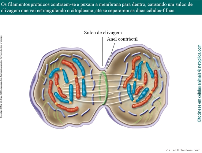 Diapositivo65