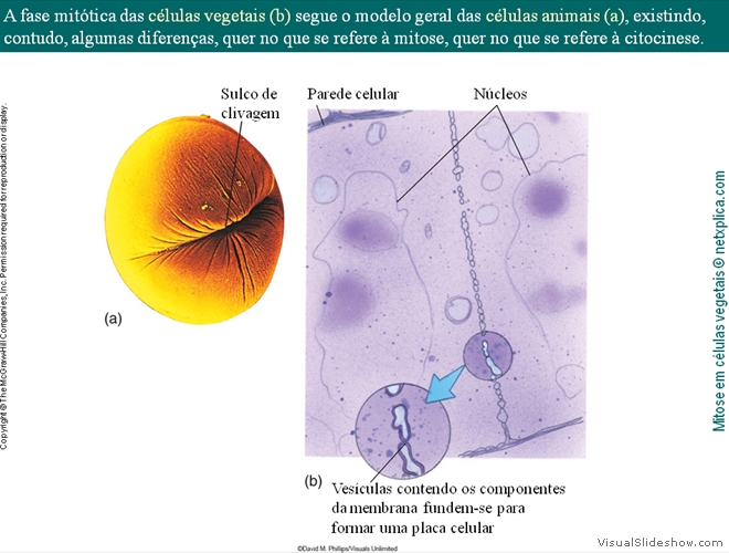 Diapositivo67