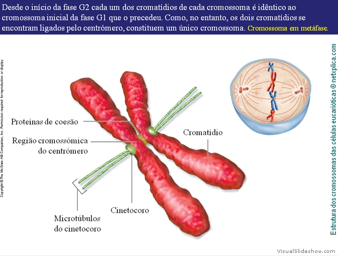 Diapositivo74