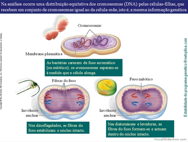 Diapositivo76