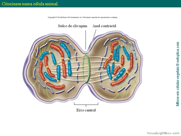 Diapositivo16