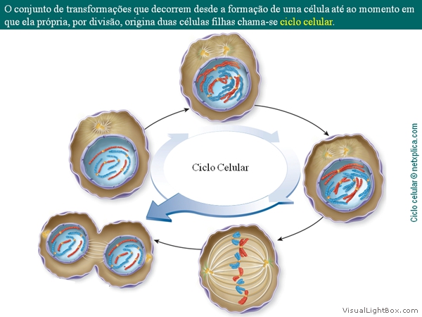 Diapositivo2