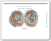 Diapositivo16