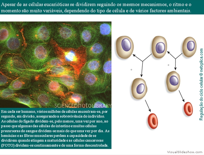 Diapositivo12