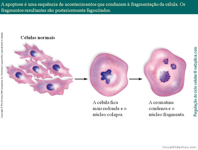 Diapositivo23