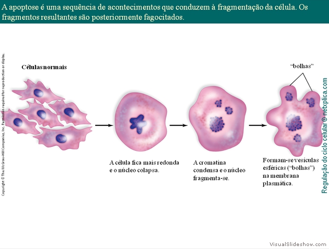 Diapositivo24