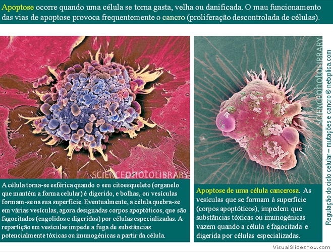 Diapositivo29