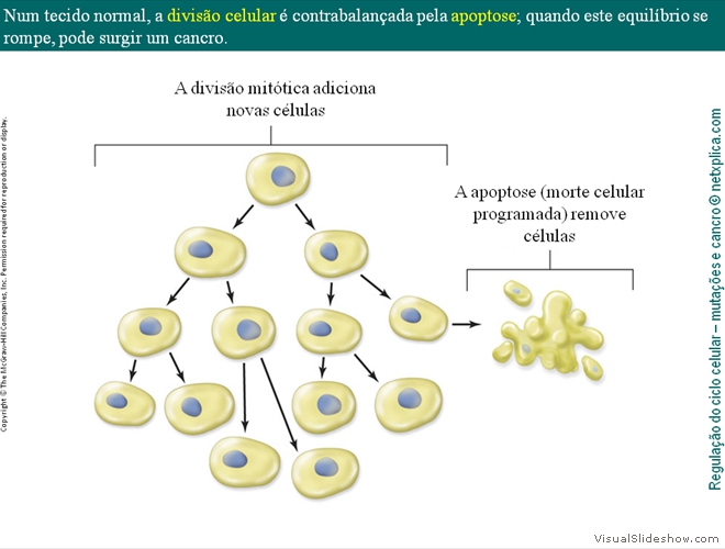 Diapositivo30