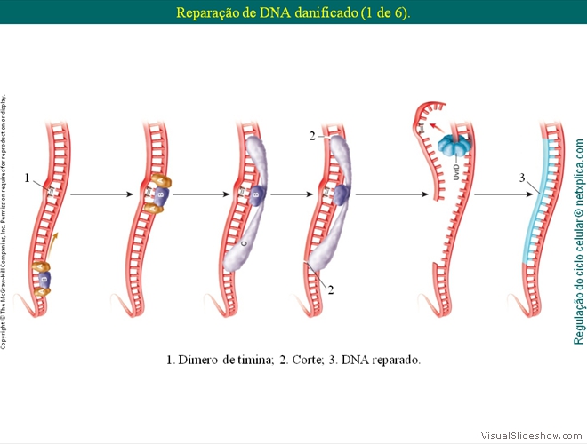 Diapositivo38