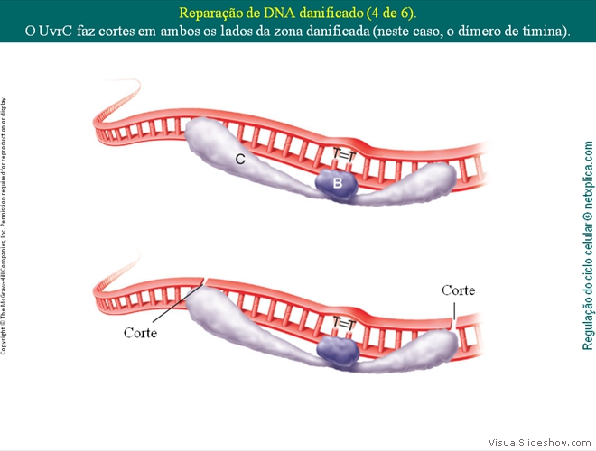 Diapositivo41