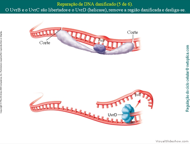 Diapositivo42