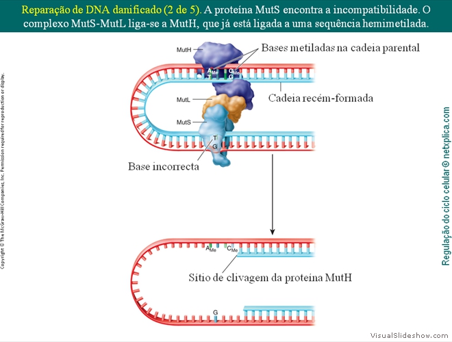 Diapositivo45