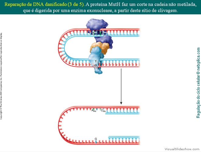 Diapositivo46