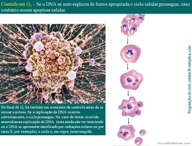 Diapositivo54