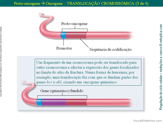 Diapositivo75