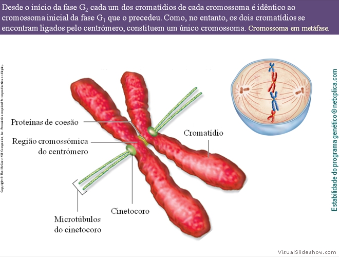 Diapositivo8