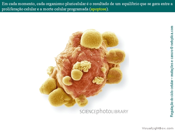 Diapositivo12