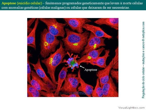 Diapositivo16