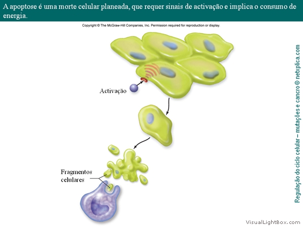 Diapositivo18