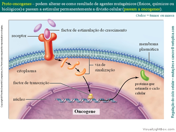 Diapositivo24