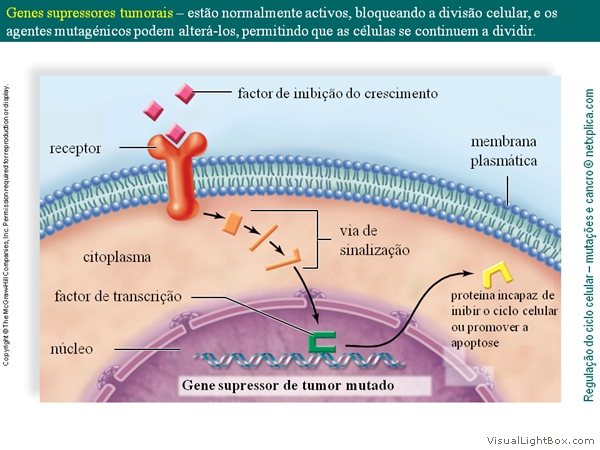 Diapositivo26