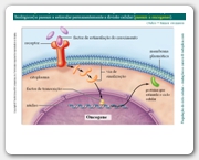 Diapositivo24